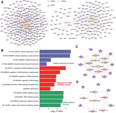 Network Integration Analysis and Immune Infiltration Analysis Reveal Potential Biomarkers for Primary Open-Angle Glaucoma